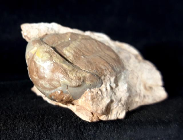 Illaenus sarsi JAANUSSON 1954 - Bild © FossNet FossilienStore